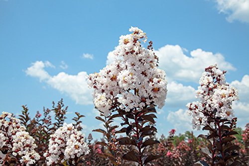 Crape Myrtle Live Plant with Fertilizer & Planting Guide V43716