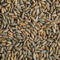 25 Pounds Signature Rye Berries - High In Fiber And Iron - 25 LB Bag Of Rye Berries