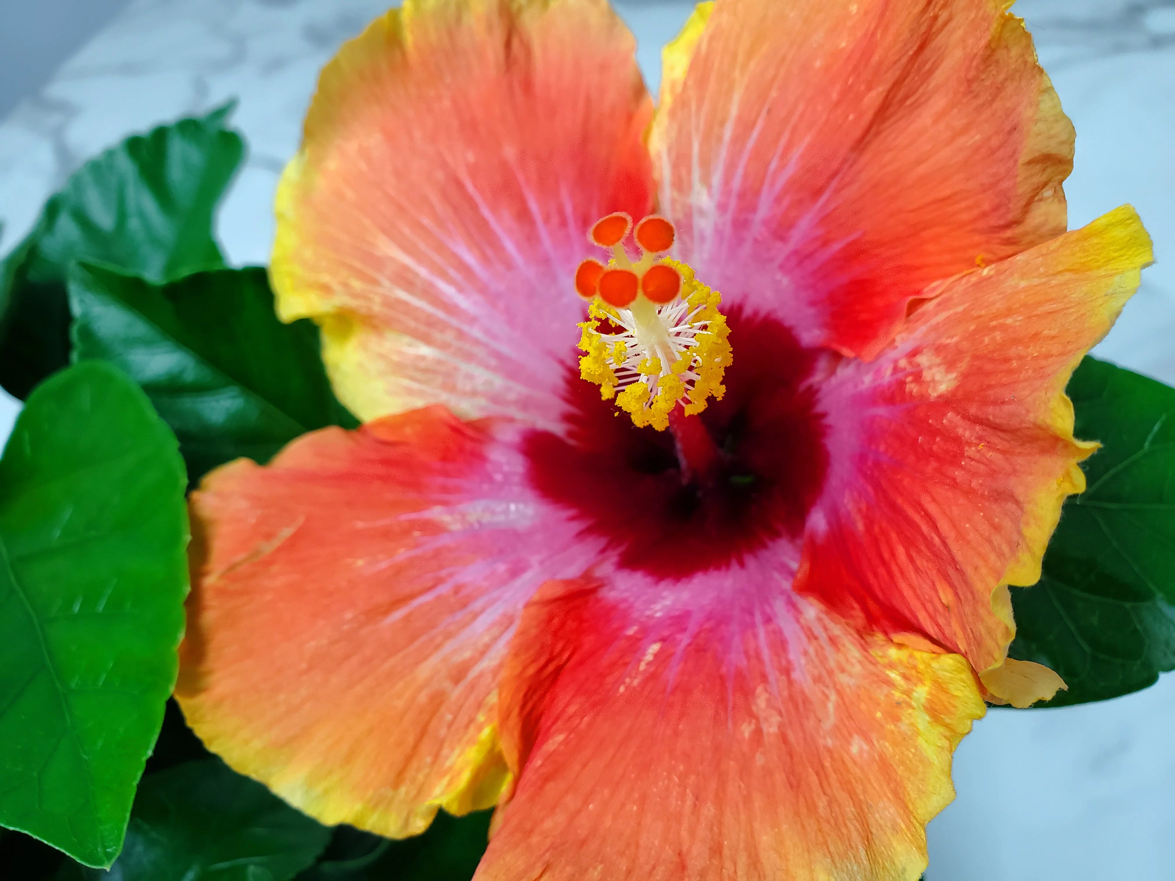 Fiesta Hibiscus Bush 10" to 14" H883398