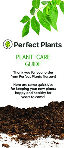 Crape Myrtle Live Plant with Fertilizer & Planting Guide V43716
