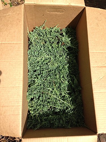 10 Blue Rug Juniper Live Plants Evergreen Groundcover O6243