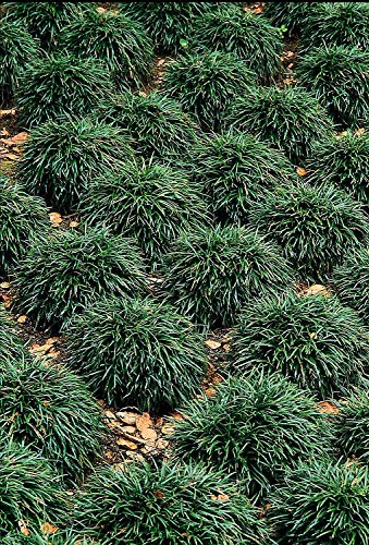Dwarf Mondo Grass Live Plants Shade Loving Evergreen Ground Cover B644573