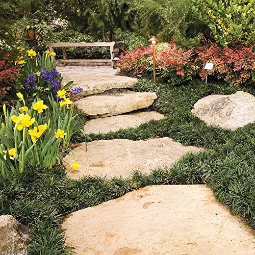 Dwarf Mondo Grass Live Plants Shade Loving Evergreen Ground Cover B644573
