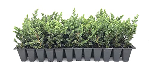 30 Live Plants Drought Tolerant Cold Hardy Evergreen Ground Cover A2538