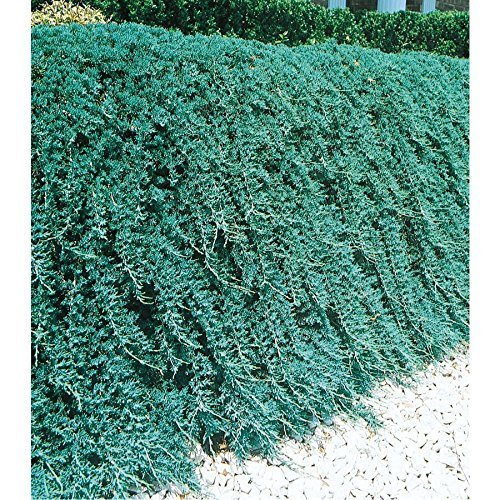 10 Blue Rug Juniper Live Plants Evergreen Groundcover O6243