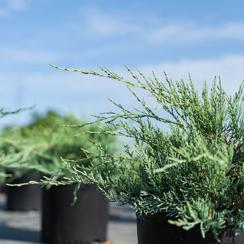 Grey Owl Juniper Evergreen Groundcover Shrub K772