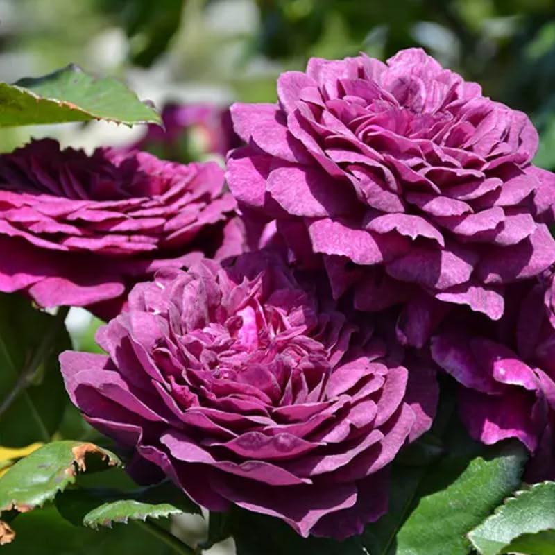 Purple Climbing Rose Live Plant, Fragrant Garden Climber I573862