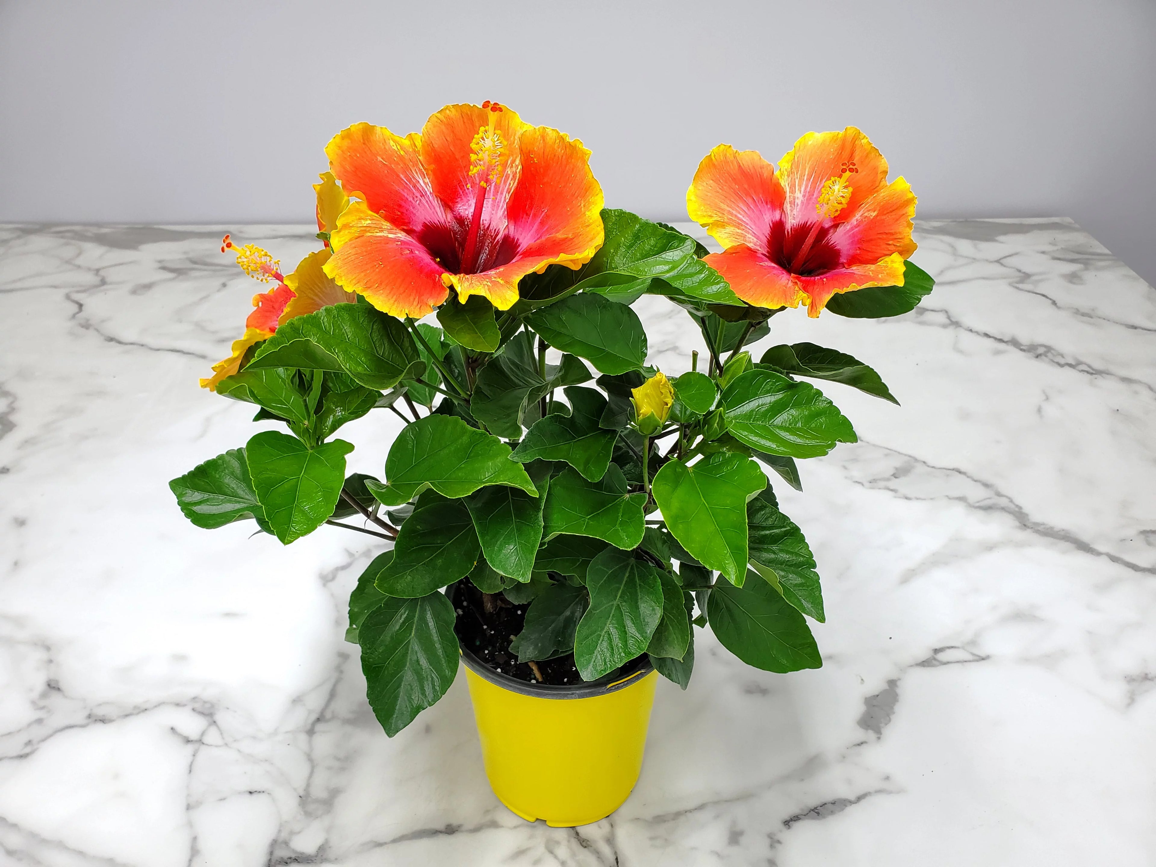 Fiesta Hibiscus Bush 10" to 14" H883398