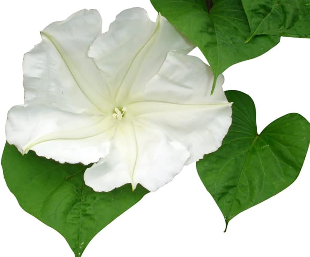 Fragrant Evening Blooming Vine Seeds B2569