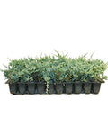 Blue Rug Juniper Qty 10 Live 2" Plants Evergreen Groundcover