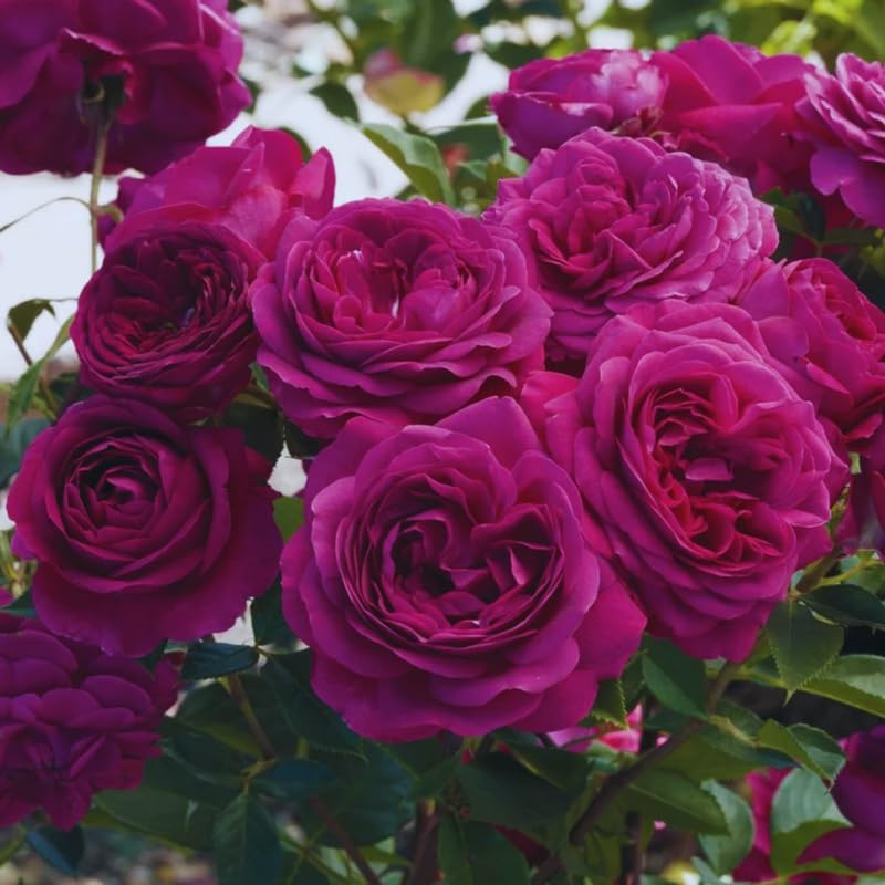 Purple Climbing Rose Live Plant, Fragrant Garden Climber I573862