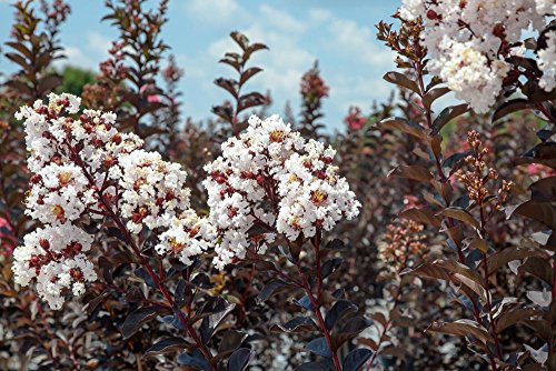 Crape Myrtle Live Plant with Fertilizer & Planting Guide V43716