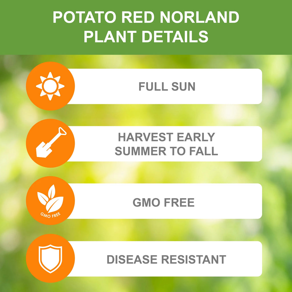Red Norland Seed Potatoes for Planting, Non-GMO (5LB Bag) D7008