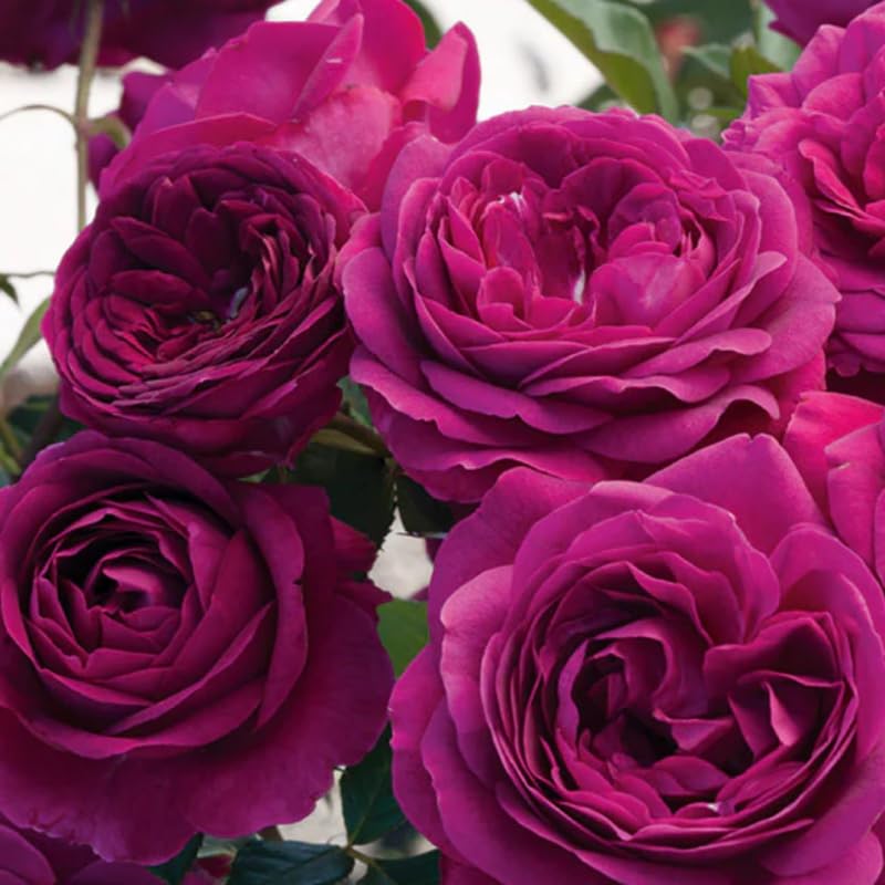 Purple Climbing Rose Live Plant, Fragrant Garden Climber I573862