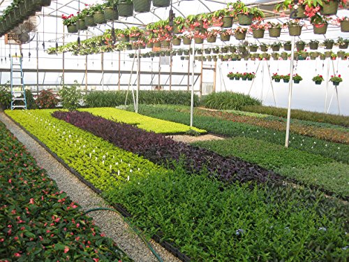 10 Blue Rug Juniper Live Plants Evergreen Groundcover O6243