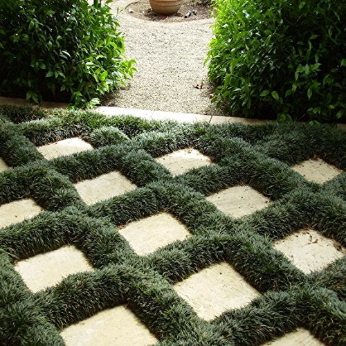 Dwarf Mondo Grass Live Plants Shade Loving Evergreen Ground Cover B644573