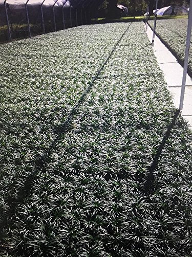 Dwarf Mondo Grass Live Plants Shade Loving Evergreen Ground Cover B644573