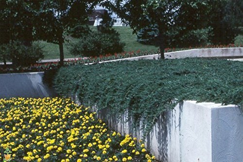 10 Blue Rug Juniper Live Plants Evergreen Groundcover O6243