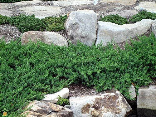 30 Live Plants Drought Tolerant Cold Hardy Evergreen Ground Cover A2538