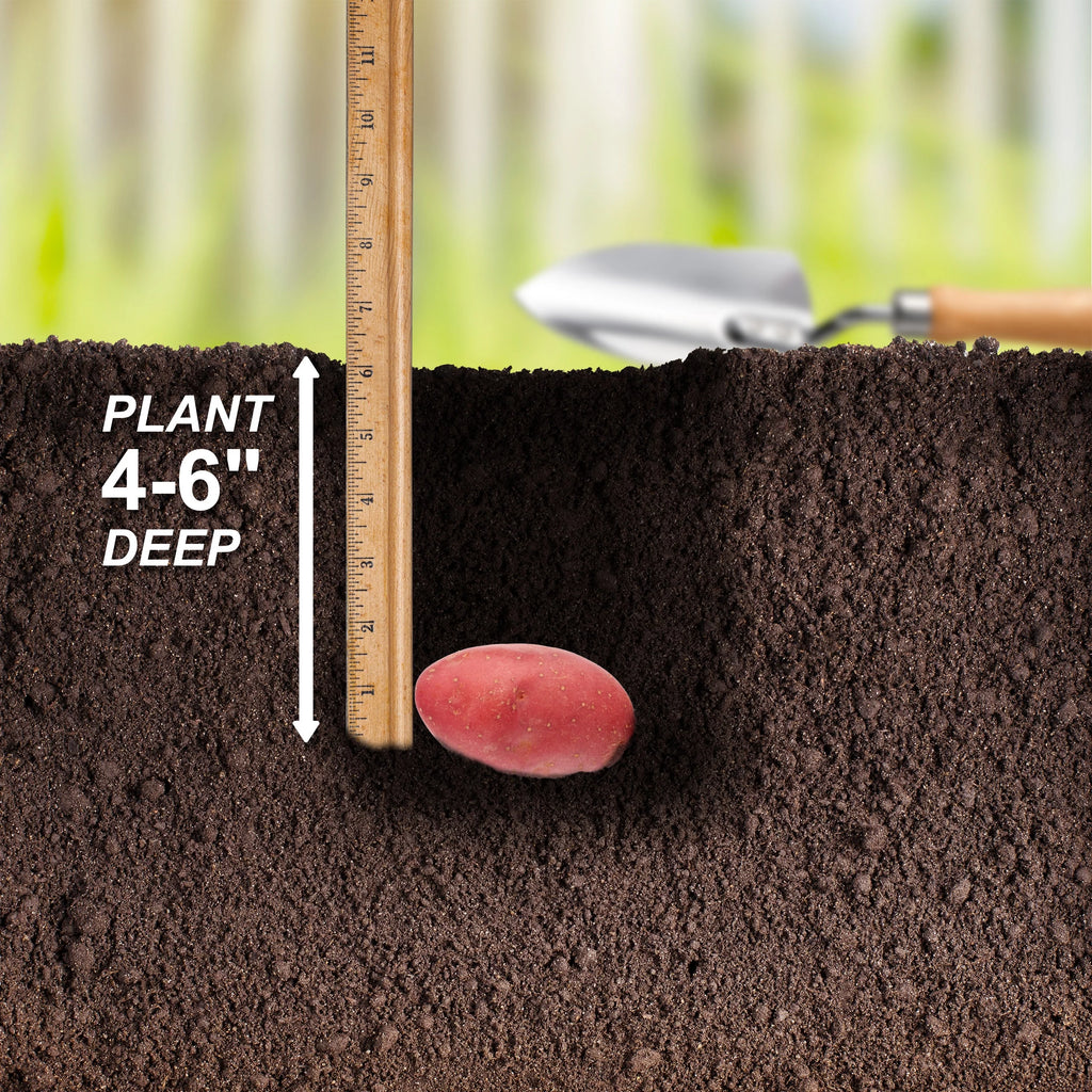 Red Norland Seed Potatoes for Planting, Non-GMO (5LB Bag) D7008
