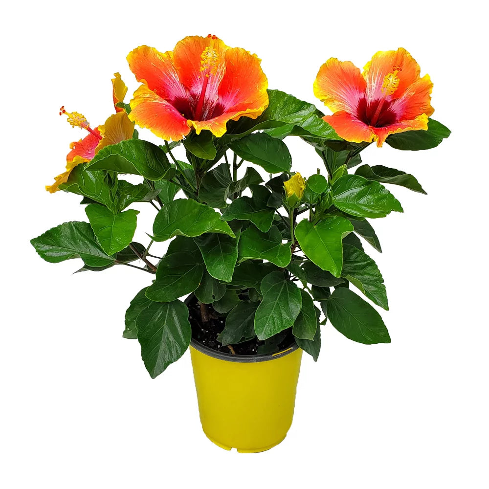 Fiesta Hibiscus Bush 10" to 14" H883398