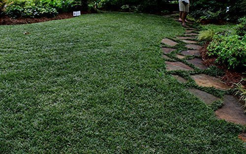 Dwarf Mondo Grass Live Plants Shade Loving Evergreen Ground Cover B644573