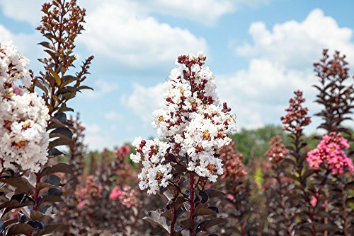 Crape Myrtle Live Plant with Fertilizer & Planting Guide V43716