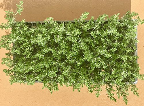 30 Live Plants Drought Tolerant Cold Hardy Evergreen Ground Cover A2538
