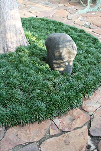 Dwarf Mondo Grass Live Plants Shade Loving Evergreen Ground Cover B644573