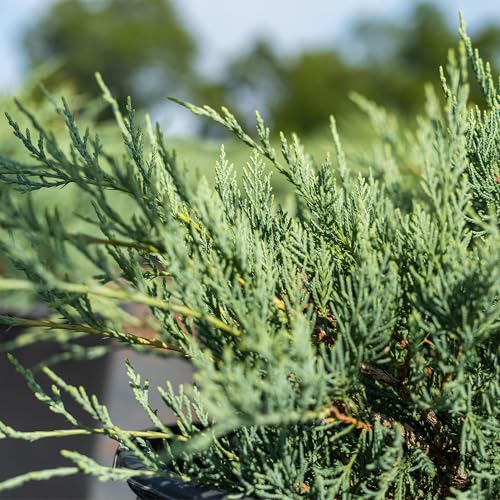 Grey Owl Juniper Evergreen Groundcover Shrub K772