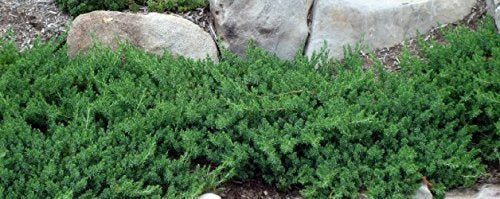 30 Live Plants Drought Tolerant Cold Hardy Evergreen Ground Cover A2538