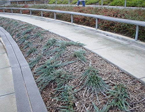 10 Blue Rug Juniper Live Plants Evergreen Groundcover O6243