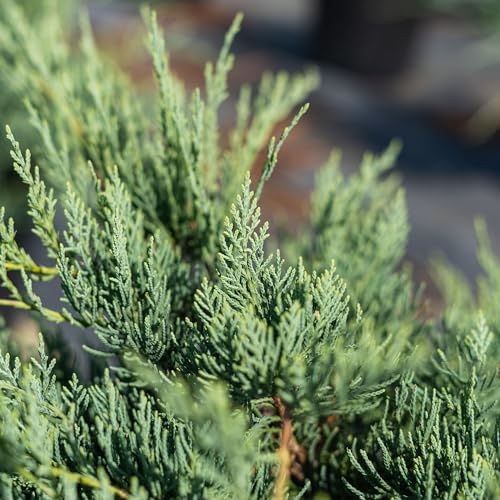 Grey Owl Juniper Evergreen Groundcover Shrub K772