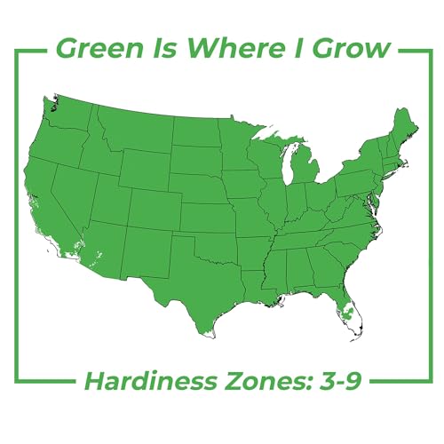 Grey Owl Juniper Evergreen Groundcover Shrub K772