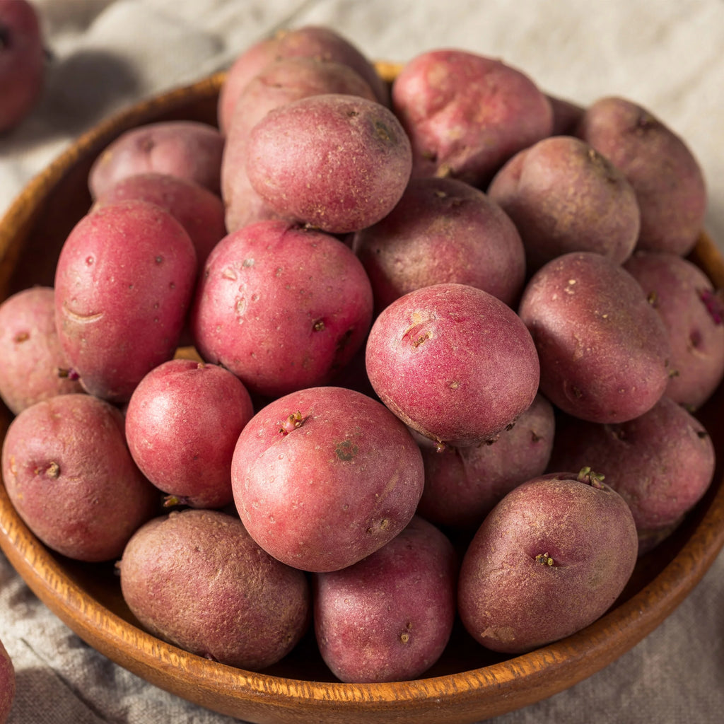 Garden State Bulb Red Norland Seed Potatoes for Planting, Non-GMO (5LB Bag )