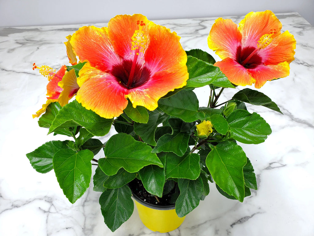 Fiesta Hibiscus Bush 10" to 14" H883398