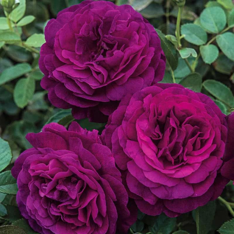 Purple Climbing Rose Live Plant, Fragrant Garden Climber I573862