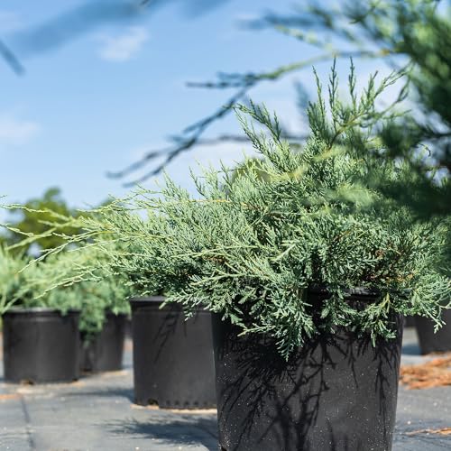 Grey Owl Juniper Evergreen Groundcover Shrub K772