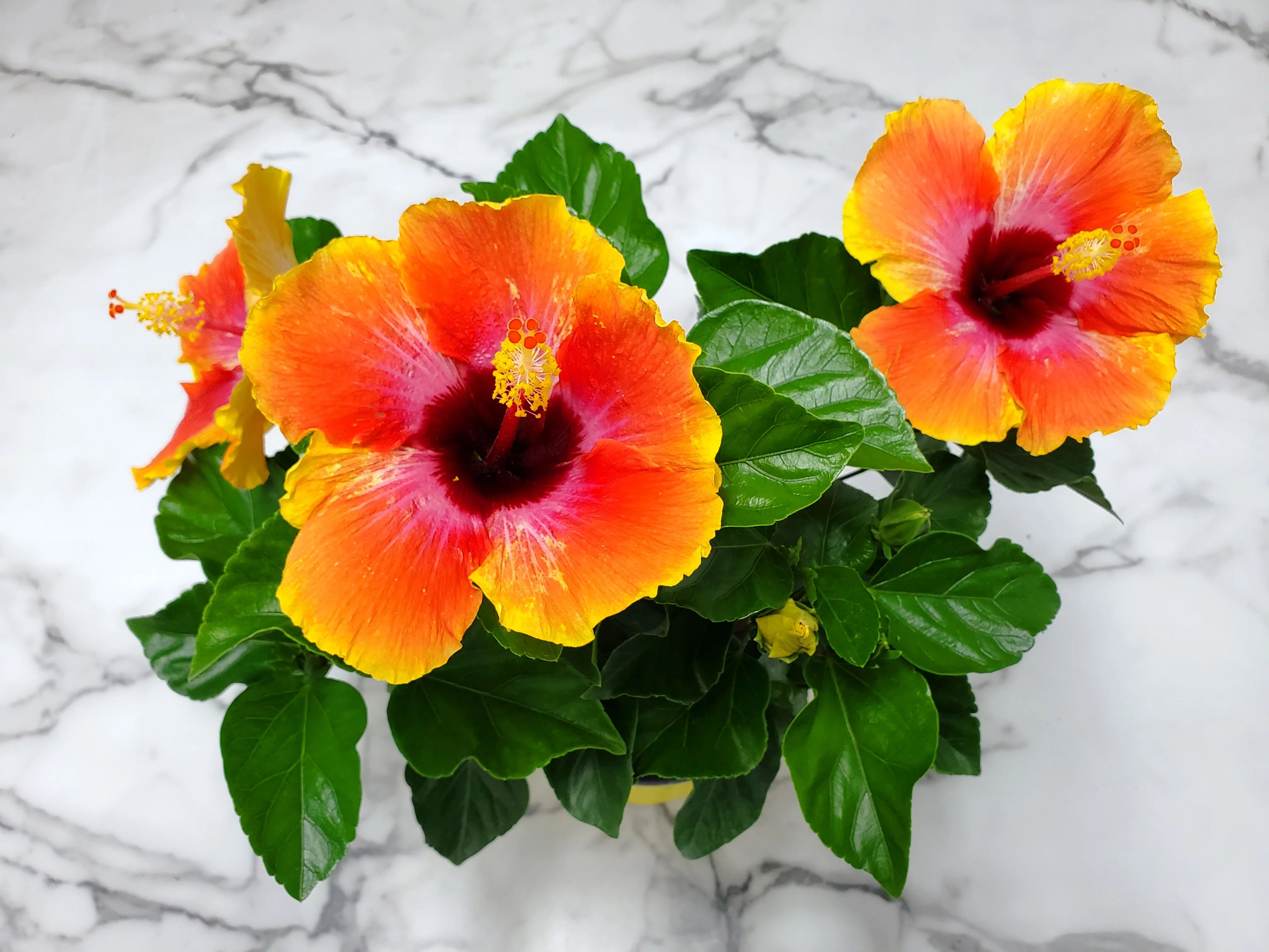Fiesta Hibiscus Bush 10" to 14" H883398