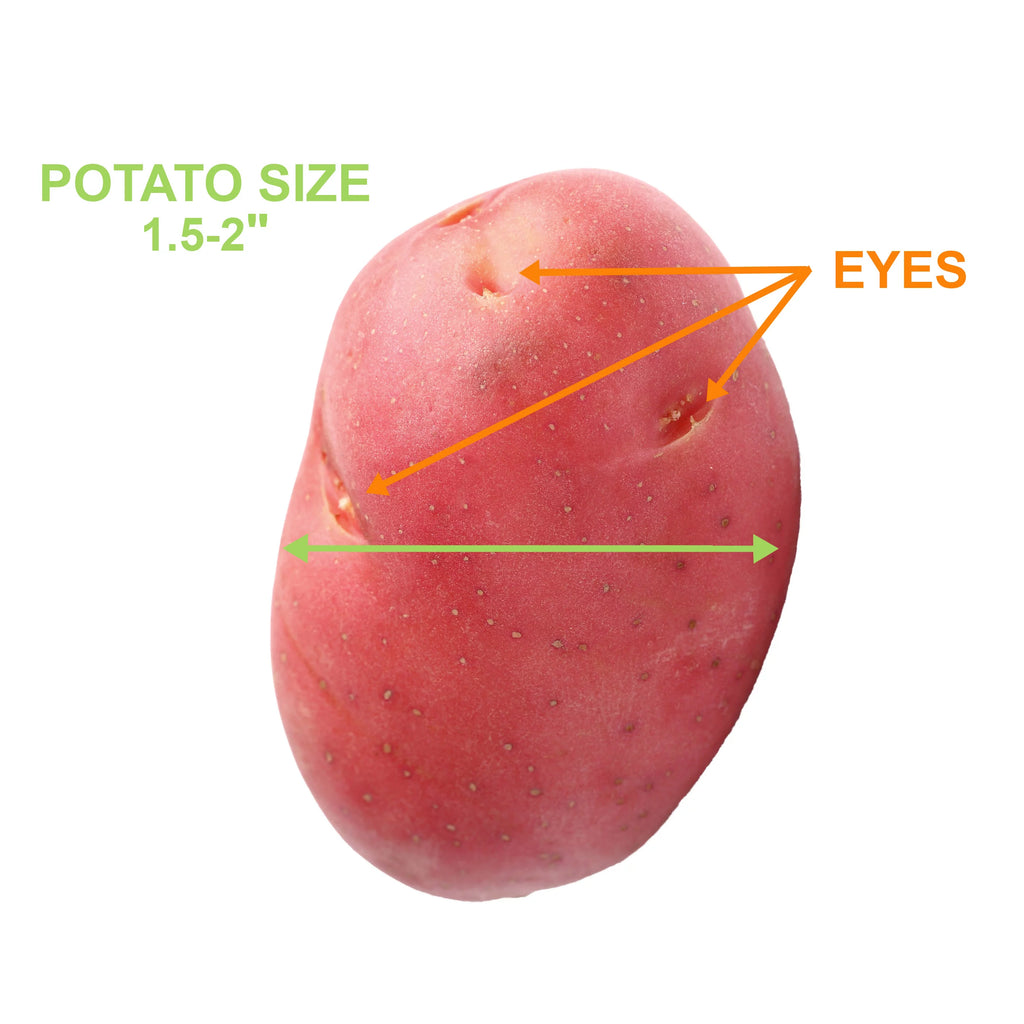 Red Norland Seed Potatoes for Planting, Non-GMO (5LB Bag) D7008