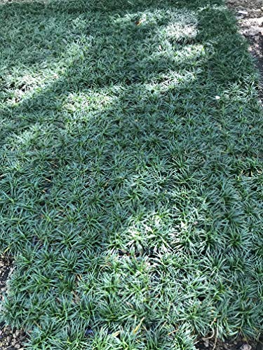 Dwarf Mondo Grass Live Plants, Shade Loving Evergreen Ground Cover Z1402