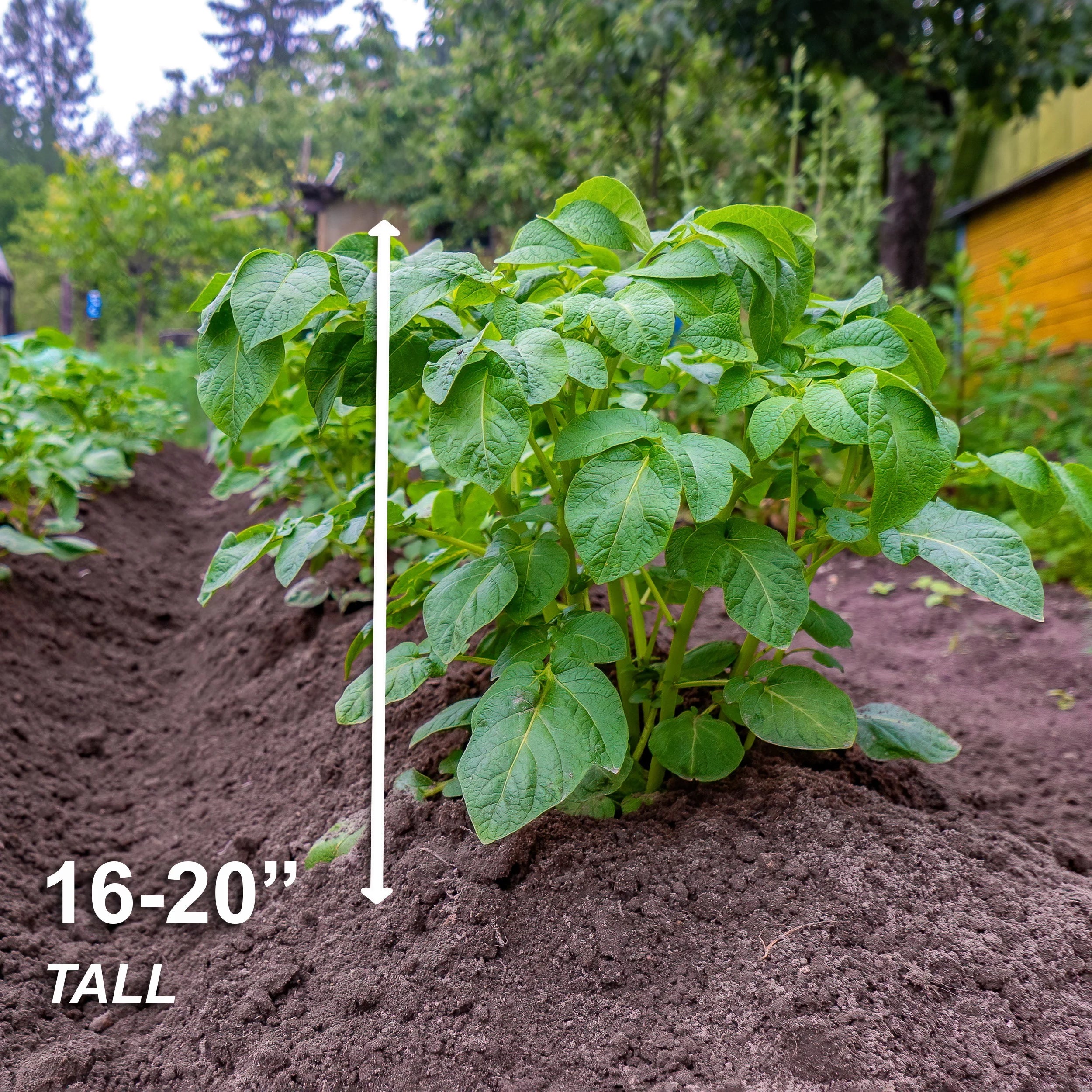 Red Norland Seed Potatoes for Planting, Non-GMO (5LB Bag) D7008