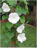 White Moonflower - Fragrant, Evening Blooming Vine Seeds