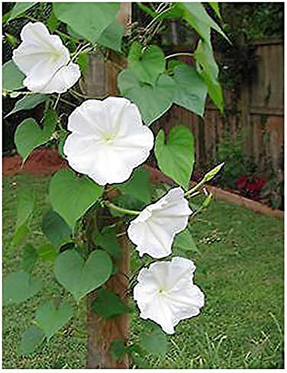 White Moonflower - Fragrant, Evening Blooming Vine Seeds