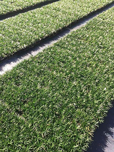 Dwarf Mondo Grass - 10 Live Plants - Shade Loving Evergreen Ground Cover Ophiopogon Japonicus Nanus