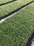 Dwarf Mondo Grass - 10 Live Plants - Shade Loving Evergreen Ground Cover Ophiopogon Japonicus Nanus