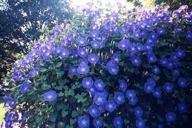 Heavenly Blue Morning Glory Flower Seeds, Untreated X25238