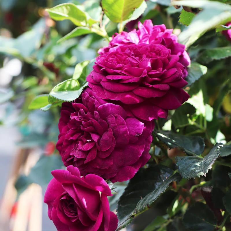 Purple Climbing Rose Live Plant, Fragrant Garden Climber I573862