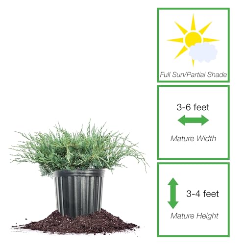 Grey Owl Juniper Evergreen Groundcover Shrub K772