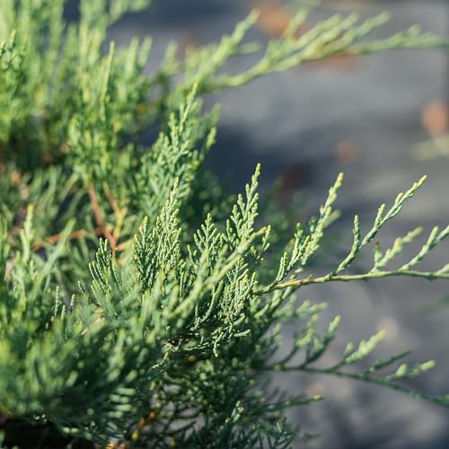 Grey Owl Juniper Evergreen Groundcover Shrub K772